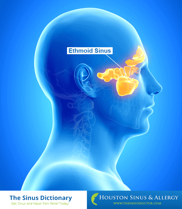 Ethmoid Sinus